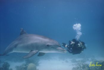 taken with sea&sea motomarine II ex on Abu Nugar  Red Sea by Hansruedi Würsten 